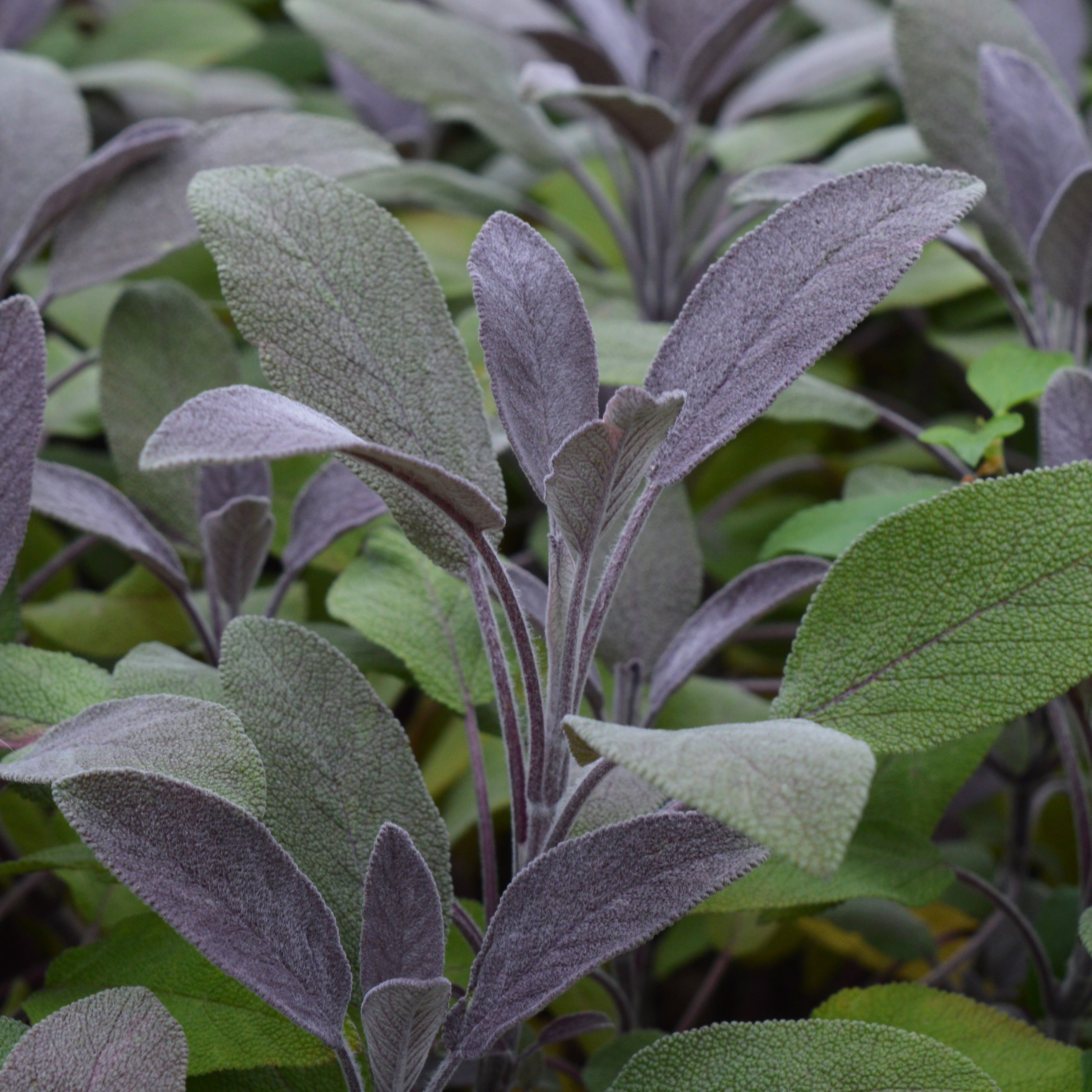 Sage Purple